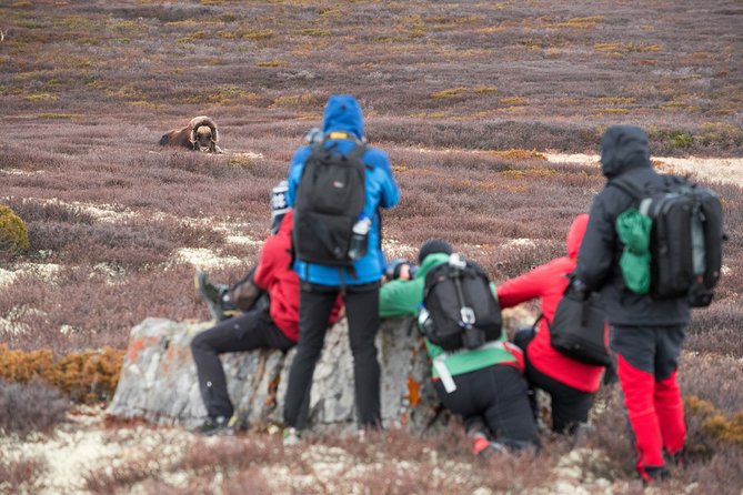Musk ox Safari in Dovrefjell National Park, Oppdal Safari - Small group hiking (up to 20), and why that helps you actually see things