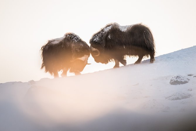 Musk ox Safari in Dovrefjell National Park, Oppdal Safari - How guides help you find musk ox, keep distance, and get good photos