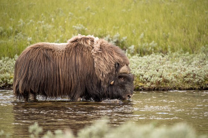 Musk ox Safari in Dovrefjell National Park, Oppdal Safari - The break: coffee, tea, and eating near the action