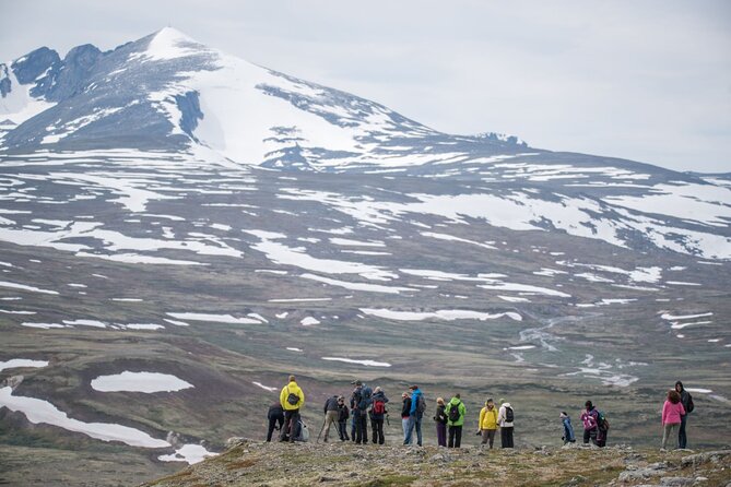 Musk ox Safari in Dovrefjell National Park, Oppdal Safari - What else you might see: reindeer, mountain grouse, and local plants