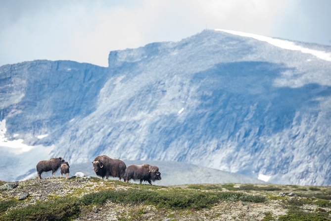 Musk ox Safari in Dovrefjell National Park, Oppdal Safari - Weather reality: what all-weather operations mean for your packing list