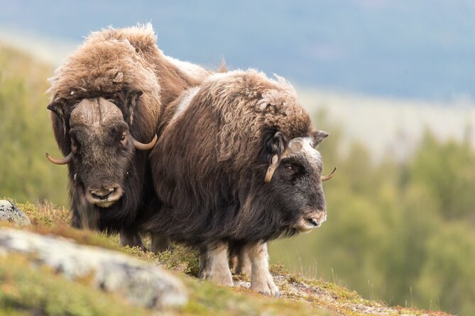 Musk ox Safari in Dovrefjell National Park, Oppdal Safari - The 9:30 start and Oppdal meeting point, how it shapes your day