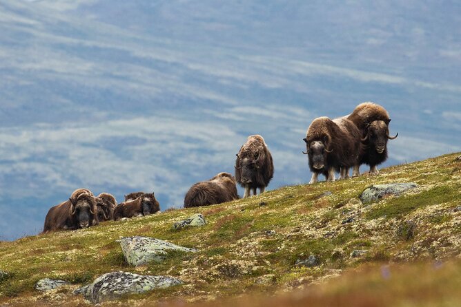 Muskox Safari from Hjerkinn | Dovre & Lesja Aktiv - Quick highlights