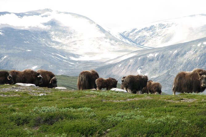 Muskox Safari from Hjerkinn | Dovre & Lesja Aktiv - Why Dovrefjell-Sunndalsfjella Is the Muskox Target