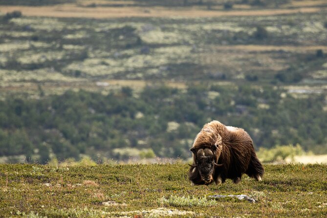Muskox Safari from Hjerkinn | Dovre & Lesja Aktiv - The Main Event: A 7 to 15 km Mountain Hike