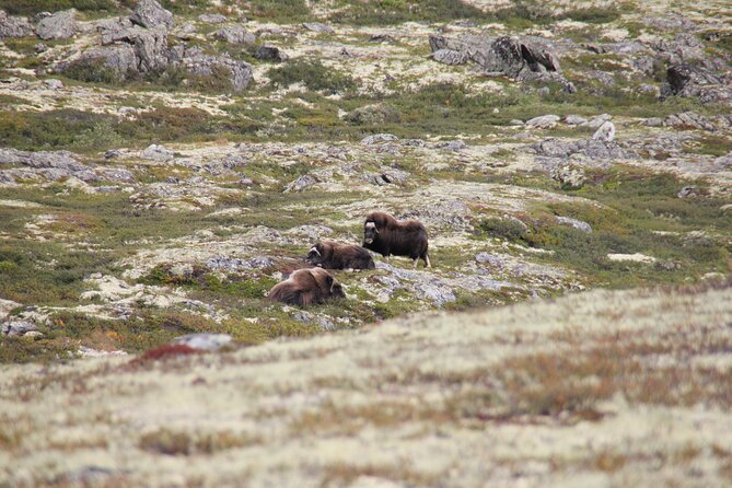Muskox Safari from Hjerkinn | Dovre & Lesja Aktiv - When Muskox Show Up: Telescope Viewing and a 200 m Safety Distance