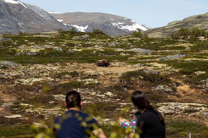 Muskox Safari from Hjerkinn | Dovre & Lesja Aktiv - What to Wear: Waterproof Shoes and Wind-Proof Layers