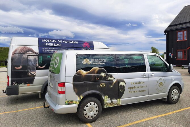 Muskox Safari from Hjerkinn | Dovre & Lesja Aktiv - Guided Safety That Feels Calm, Not Scary