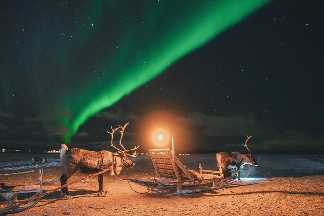 Night Reindeer Sledding with Camp Dinner and Chance of Northern Lights - 300 Reindeer Up Close: Feeding Time, Crowds, and Photo Rhythm