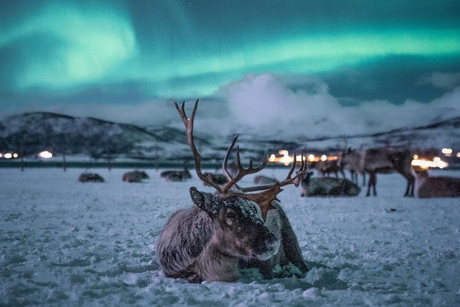 Night Reindeer Sledding with Camp Dinner and Chance of Northern Lights - Who Should Book This, and Who Might Want a Different Night
