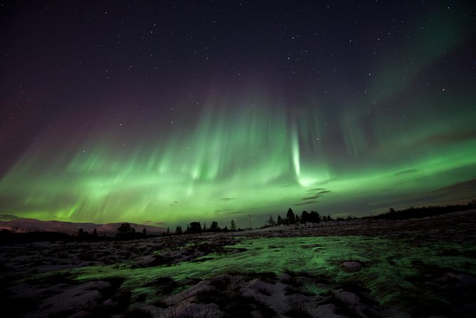Northern Lights Husky Visit - Key things to know before you go