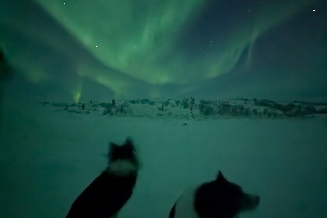 Northern Lights Minibus Chase Max 16 Person In Group - Stops, Photo Time, and Learning Without a Classroom Vibe
