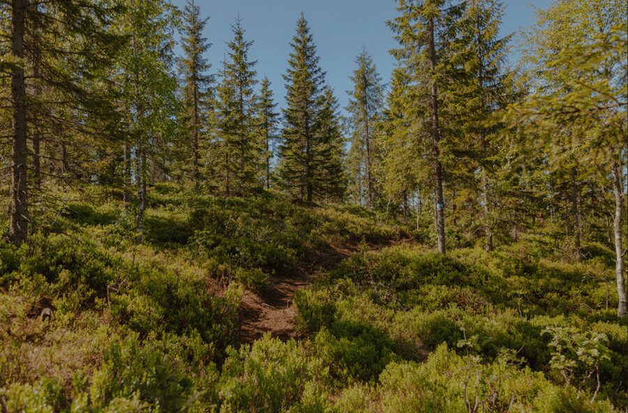 Oslo: Best View of the Oslofjord Hike - The DNT Fuglemyrhytta Cabin Stop for a Real Breather