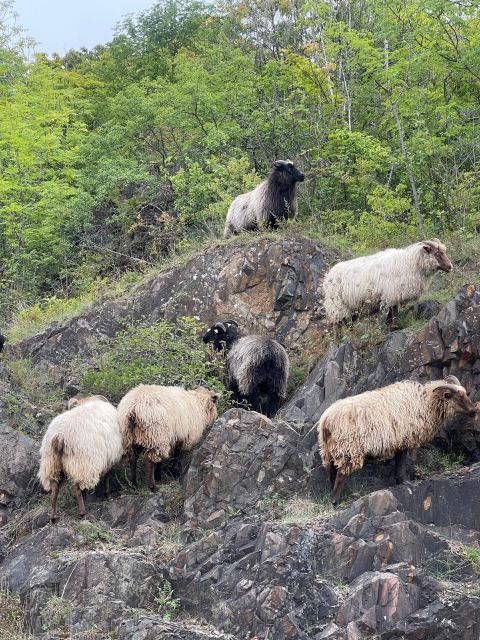Oslo Island Walks: Island Hopping Tour - Gressholmen: open fields, forest paths, and quiet inlets