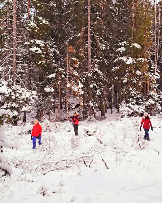 Oslo: Scenic Forest Hike with Dog & Local Guide - Hidden Gem Trail, The Loop Section That Keeps It From Feeling Repetitive