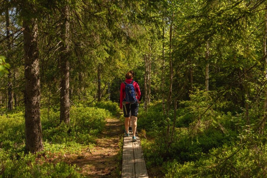 Oslo: Skjennungstoppen Wildlife Forest Hiking Tour - Skjennungtoppen to Ullevålseter: where the effort pays off and wildlife gets your attention