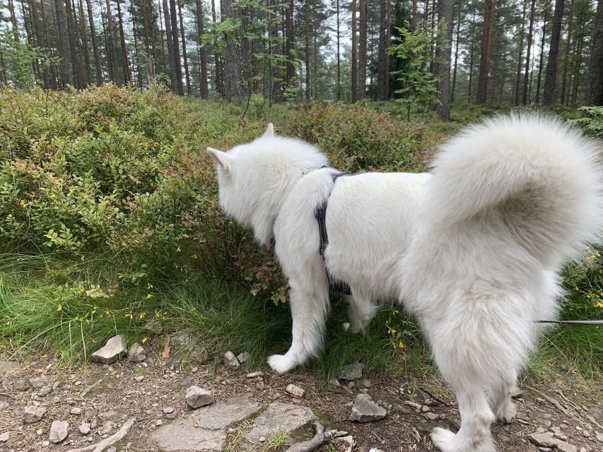 Oslo: Skjennungstoppen Wildlife Forest Hiking Tour - What to bring (and wear) for a wet, uneven Nordmarka day