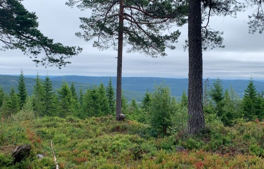 Oslo: Skjennungstoppen Wildlife Forest Hiking Tour - Frognerseteren to Skjennungenstua: steady walking through the green corridor