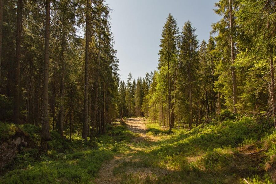 Oslo: The Spectacular Holmenkollen Walk - Key highlights at a glance