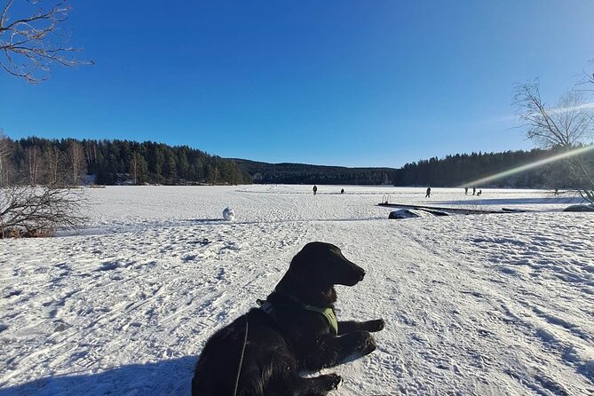 Oslo: Winter wonderland forest hike & campfire with a dog - Gjersjøen at the Lake: Snacks, Hot Drinks, and Winter Options