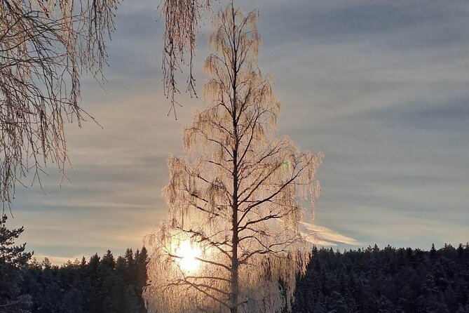 Oslo: Winter wonderland forest hike & campfire with a dog - Price, Time, and What You’re Really Paying For