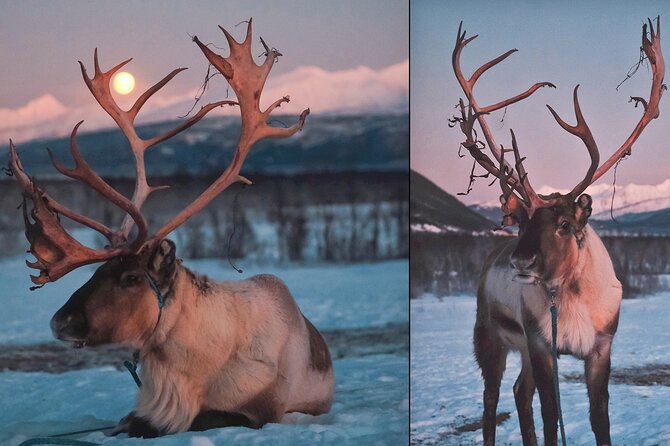 Overnight Stay with Reindeer Sledding & Feeding - Sleeping in a lavvu: cozy, but you are camping for real