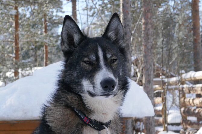 Privat sled trip with husky in the alta valley - Key things to know before you book
