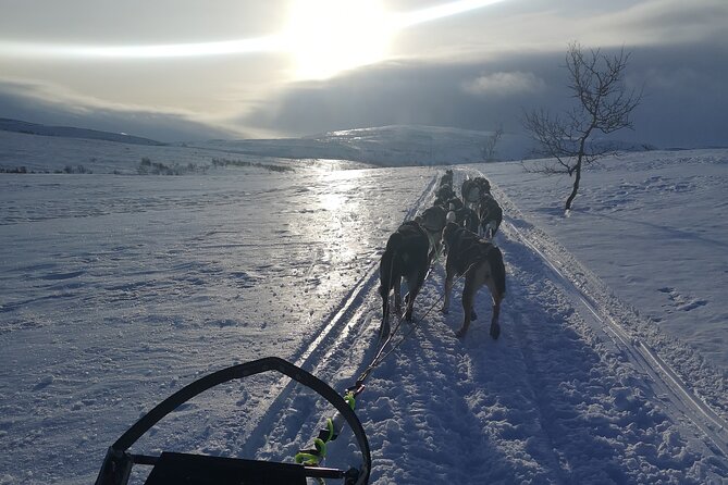 Privat sled trip with husky in the alta valley - Before the sled: warm clothing, meet the dogs, and get your bearings