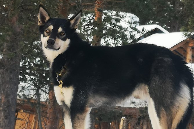 Privat sled trip with husky in the alta valley - Dog welfare, pacing, and why the experience stays calm