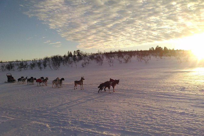 Privat sled trip with husky in the alta valley - After the sled: hot drinks, snacks, and more husky time