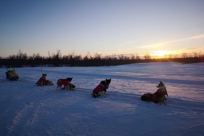 Privat sled trip with husky in the alta valley - Price and value: what you really pay for at $345.27 per person
