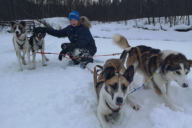 Privat sled trip with husky in the alta valley - The sled briefing and the driving question: can you be the musher?