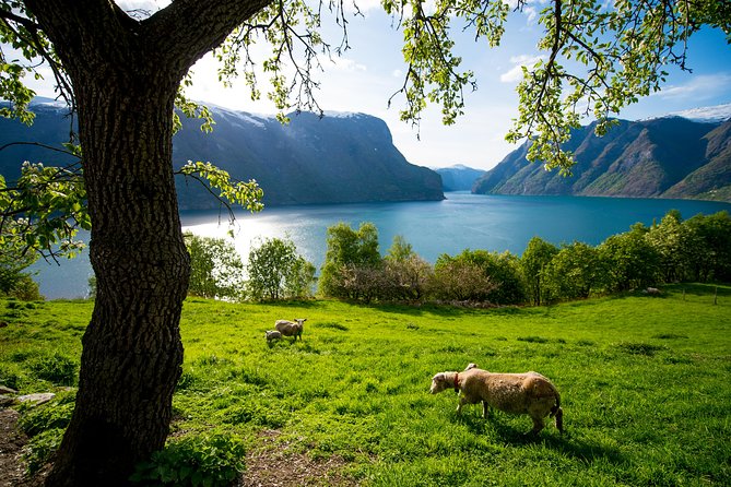Private tour, Bergen to Oslo - Nærøyfjord Cruise & Flåm Railway - Myrdal to Oslo by Bergen Railway, and the Hardangervidda thread