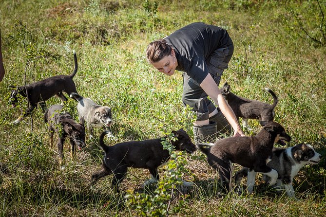 Puppy Training Experience at a Husky Farm in Tromso - Key highlights
