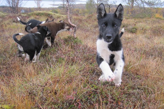 Puppy Training Experience at a Husky Farm in Tromso - Waterproof gear isn’t a bonus, it’s the whole deal