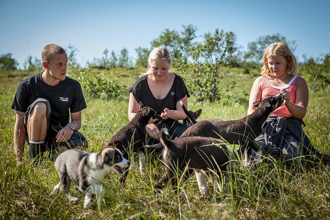 Puppy Training Experience at a Husky Farm in Tromso - The hike with older huskies: more action, less baby chaos
