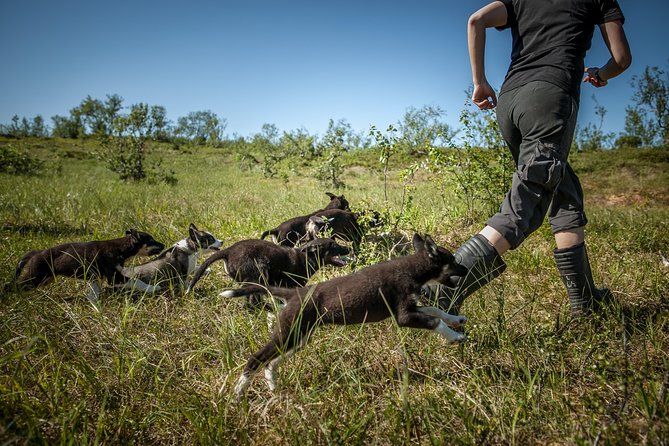 Puppy Training Experience at a Husky Farm in Tromso - Lunch at the husky farm: fish soup, reindeer-style options, and cake