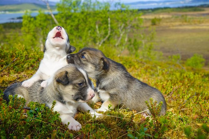 Puppy Training Experience at a Husky Farm in Tromso - Puppy training walk: the part that turns you from spectator to helper