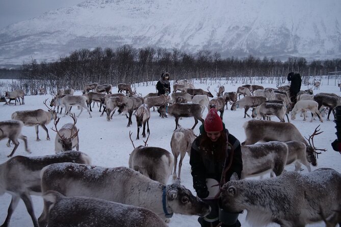 Reindeer Feeding and Sami Culture Afternoon Departure - Key Highlights You Should Know Before You Go