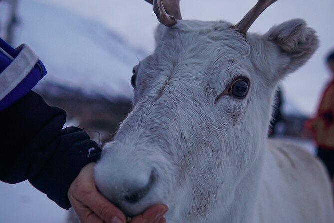 Reindeer Feeding and Sami Culture Afternoon Departure - The 1pm Tromsø Departure, Meet Point, and Timing That Actually Matters