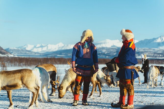 Reindeer Feeding and Sami Culture Afternoon Departure - The Reindeer Feeding Session: Close-Up Time Without the Fantasy Expectations