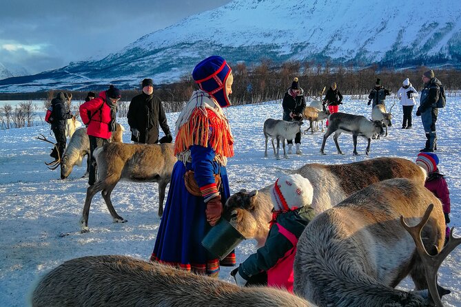 Reindeer Feeding and Sami Culture Afternoon Departure - Sami Culture Stories That Feel Human, Not Museum-Like