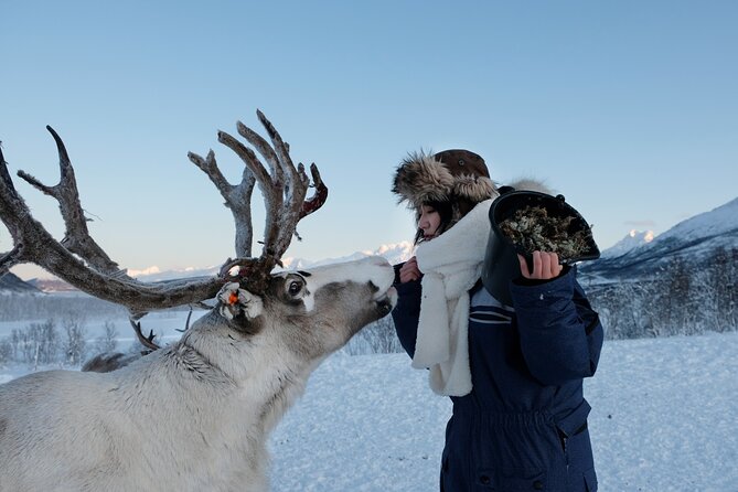 Reindeer Feeding and Sami Culture Afternoon Departure - Price and Value: What You Get for $182.46 in Tromsø