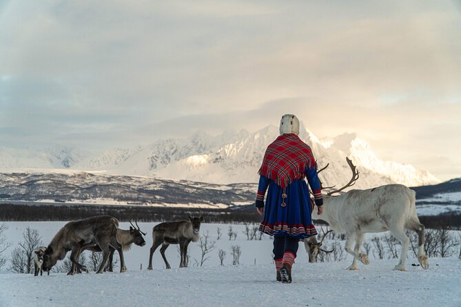 Reindeer Feeding and Sami Culture Afternoon Departure - Coach Ride Views Toward Tromsø Lapland, and Why You’ll Feel Less Rushed