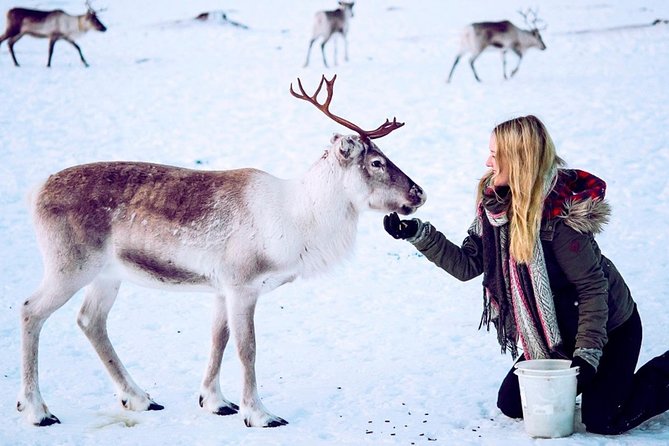 Reindeer Feeding and Sami Culture Including Lunch from Tromso - How the Tromsø to Sami Camp experience really plays out