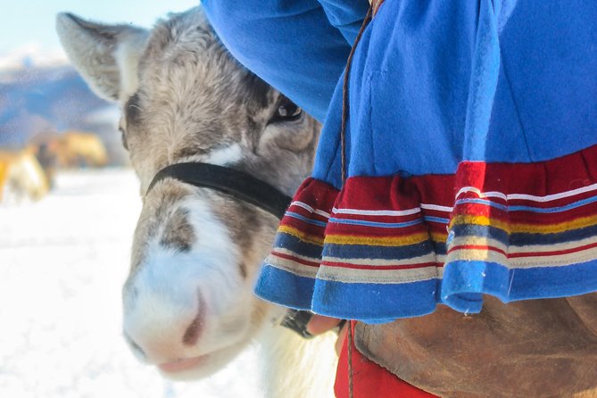 Reindeer Feeding and Sami Culture Including Lunch from Tromso - The fire-cooked lavvu lunch: bidos soup, cake, and hot drinks