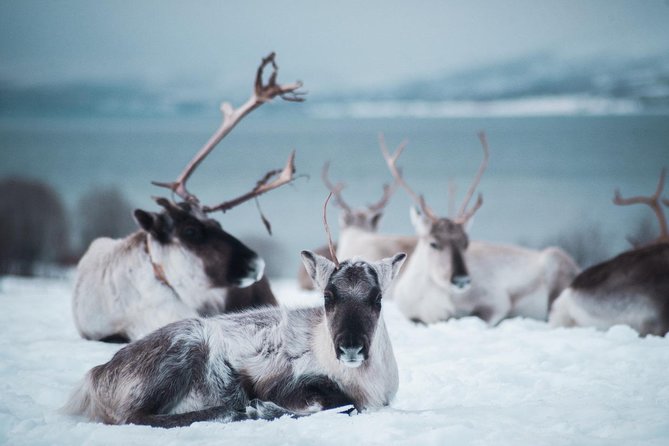Reindeer Feeding and Sami Culture Including Lunch from Tromso - Sami storytelling and joik, with Daniel in the spotlight