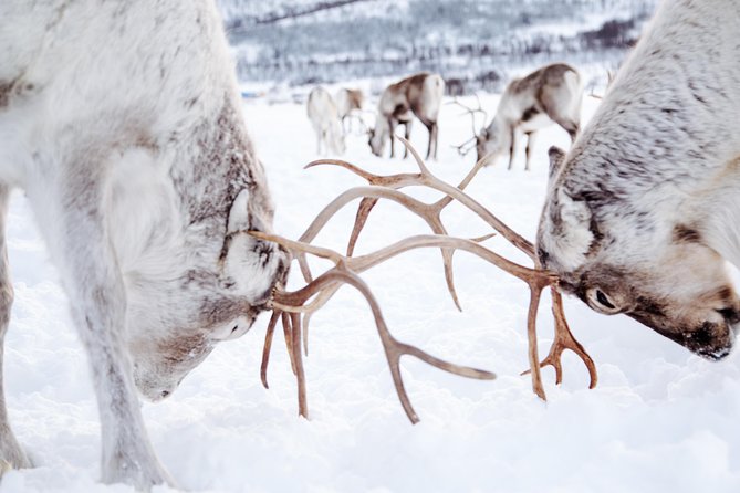 Reindeer Feeding and Sami Culture Including Lunch from Tromso - Should you book this Tromsø reindeer feeding and Sami culture tour?