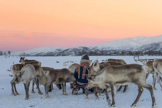 Reindeer Feeding and Sami Culture Including Lunch from Tromso - Feeding a herd of 300 reindeer, plus lasso practice