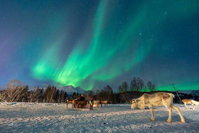 Reindeer Feeding and Sledding, Sami Storytelling Night Tour - Lavangsdalen and Balsfjord: Your Scenic Setup Stops